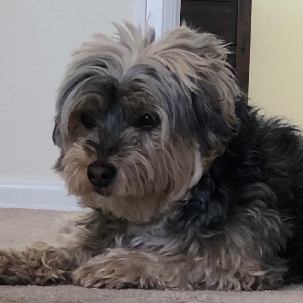 Meet your Posher, Dawn